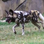 Affordable Animal Rescue Groups Web Design Cost in Dodoma, Tanzania: Boost Your Nonprofit’s Online Presence Today