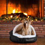 Affordable Web Design for Pet Carriers & Strollers Brands in Cape Town: Cost Insights and Tips