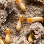 Affordable Termite Inspection & Treatment in Nairobi: Web Design Costs Explained