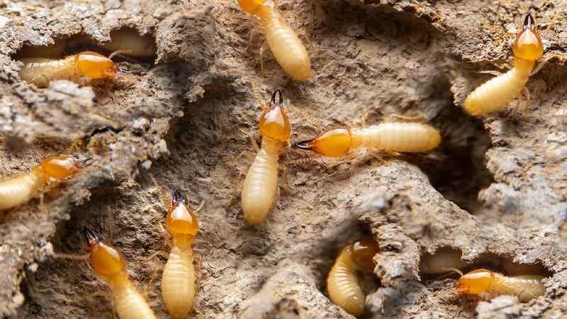 Affordable Termite Inspection & Treatment in Nairobi: Web Design Costs Explained