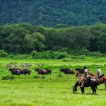 Affordable Horse Trainers Web Design Cost in Dodoma, Tanzania: Boost Your Business Today