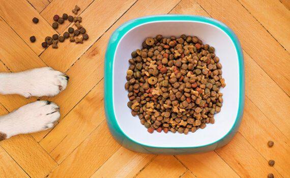 How Much Do Raw Pet Food Suppliers’ Web Design Services Cost in Dodoma, Tanzania? Essential Insights for Entrepreneurs & Small Business Owners