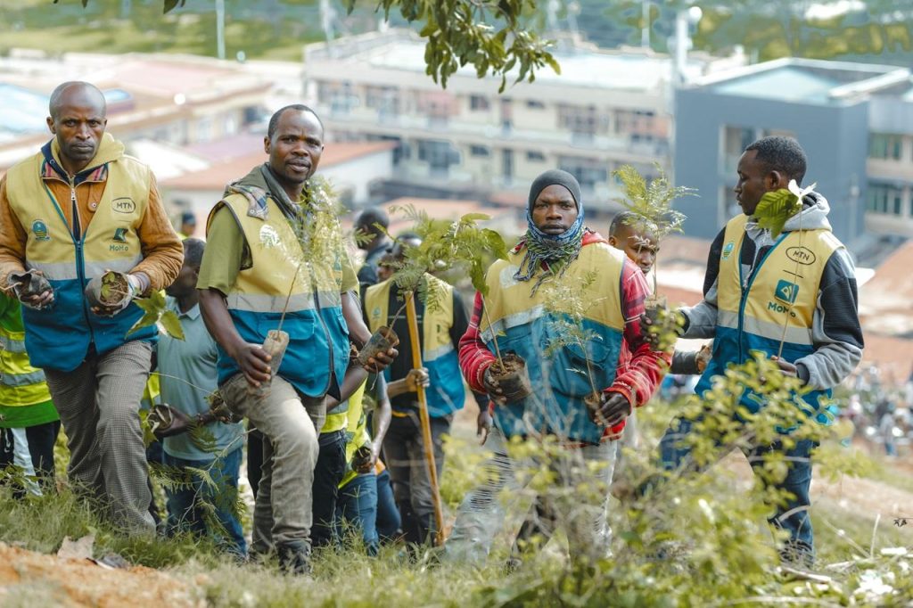 Affordable Tree Trimming & Removal Services & Web Design Cost in Kigali, Rwanda