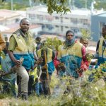 Affordable Tree Trimming & Removal Services & Web Design Cost in Kigali, Rwanda
