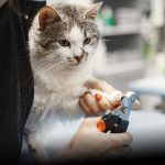 Affordable Mobile Pet Grooming & Web Design Costs in Nairobi, Kenya: Your Complete Guide