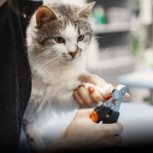 Affordable Mobile Pet Grooming & Web Design Costs in Nairobi, Kenya: Your Complete Guide