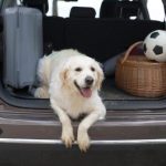 Affordable Pet Taxi Services & Web Design Costs in Nairobi, Kenya: A Comprehensive Guide