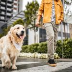 Affordable Pet Taxi Services & Web Design Costs in Kampala, Uganda: Your Complete Guide