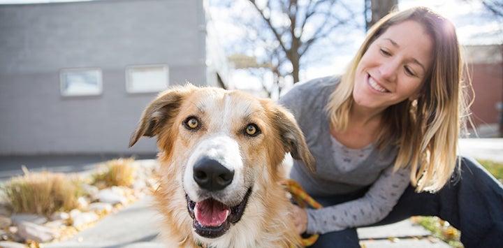 Affordable Web Design Costs in Cape Town for Pet Talent Scouts: Boost Your Pet Talent Business Today