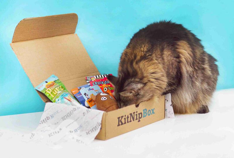 Pet Subscription Boxes & Web Design Costs in Cape Town, South Africa: A Complete Guide