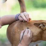 Affordable Pet Bloggers Web Design in Kampala, Uganda: Budget-Friendly Solutions for Pet Influencers