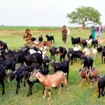 Affordable Web Design Costs for Farm Animal Sanctuaries in Lagos, Nigeria: Boost Your Sanctuary’s Online Presence