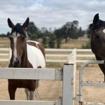 Affordable Web Design Costs for Equine Boarding Facilities in Lagos, Nigeria: Boost Your Stable’s Online Presence