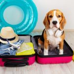 Affordable Web Design for Therapy Animal Programs in Dodoma, Tanzania: Complete Pricing Guide for Entrepreneurs & Small Businesses